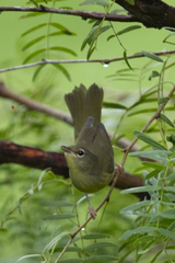 Geothlypis philadelphia