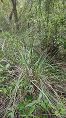 Muhlenbergia