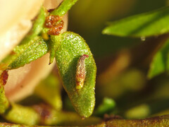 Asphondylia silicula