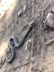 Coluber constrictor mormon