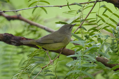 Geothlypis philadelphia