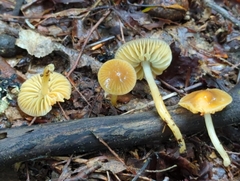 Gliophorus