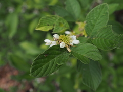Dendrolobium triangulare