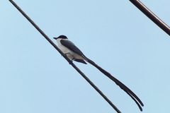 Tyrannus savana
