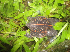 Rhinophrynus dorsalis