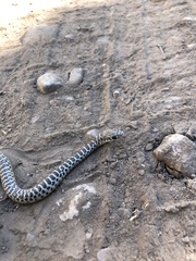 Coluber constrictor mormon