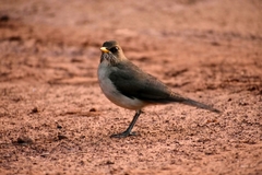 Turdus amaurochalinus
