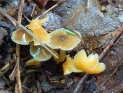 Gliophorus