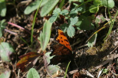 Polygonia progne