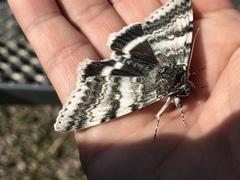 Catocala relicta