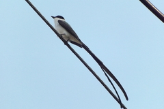 Tyrannus savana