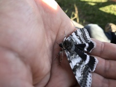 Catocala relicta