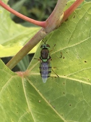Odontomyia cincta