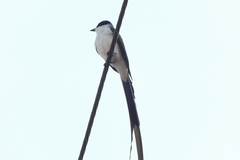 Tyrannus savana