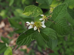 Dendrolobium triangulare