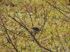 Certhiaxis cinnamomeus