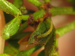 Asphondylia silicula