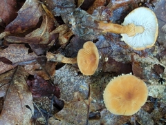 Cystoderma