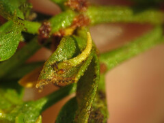 Asphondylia silicula
