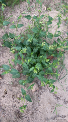 Mirabilis nyctaginea