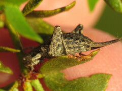 Cycloptilum comprehendens