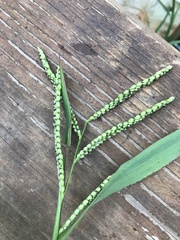 Paspalum pubiflorum