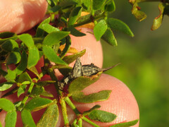 Cycloptilum comprehendens