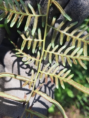 Pteridium