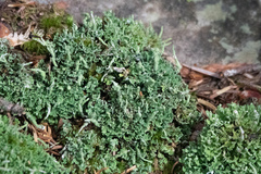 Cladonia squamosa