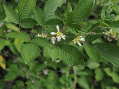 Dendrolobium triangulare