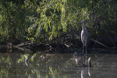 Egretta rufescens