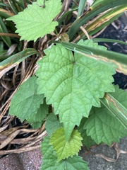 Vitis vulpina