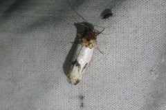 Schinia oculata