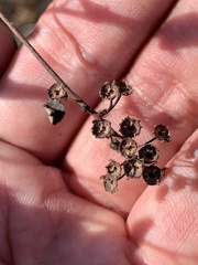 Ceanothus tomentosus