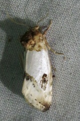 Schinia oculata