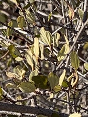 Ceanothus tomentosus