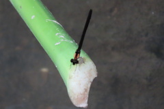 Chlorocyphidae
