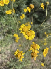 Hymenothrix dissecta