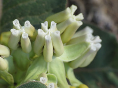 Asclepias nyctaginifolia