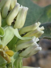 Asclepias nyctaginifolia