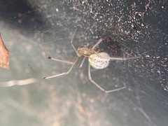 Enoplognatha ovata