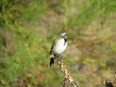 Amphispiza bilineata