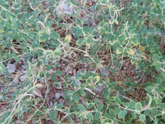 Euphorbia polycarpa