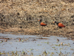Jacana jacana