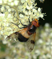 Volucella pellucens