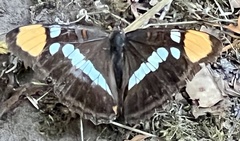 Adelpha californica