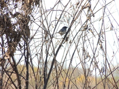 Microspingus melanoleucus