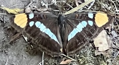 Adelpha californica
