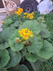 Ligularia