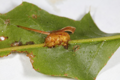 Kokkocynips decidua